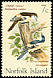 Long-tailed Triller Lalage leucopyga  1970 Birds 
