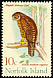 Morepork Ninox novaeseelandiae  1970 Birds 
