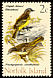Australian Golden Whistler Pachycephala pectoralis  1971 Birds 