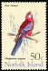 Crimson Rosella Platycercus elegans