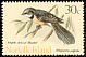 Grey Fantail Rhipidura albiscapa  1971 Birds 