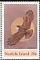 Morepork Ninox novaeseelandiae  1984 Boobook Owl Strip