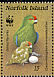 Norfolk Parakeet Cyanoramphus cookii