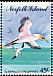 Australasian Gannet Morus serrator