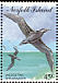 Wedge-tailed Shearwater Ardenna pacifica