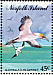 Australasian Gannet Morus serrator