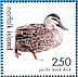 Pacific Black Duck Anas superciliosa  1999 IBRA 99  MS