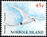 Red-tailed Tropicbird Phaethon rubricauda