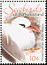 Red-tailed Tropicbird Phaethon rubricauda  2005 Seabirds 