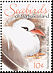 Red-tailed Tropicbird Phaethon rubricauda