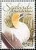 Australasian Gannet Morus serrator