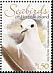 Grey Noddy Anous albivitta  2005 Seabirds 