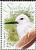 White Tern Gygis alba  2006 Seabirds 