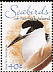 Sooty Tern Onychoprion fuscatus  2006 Seabirds 