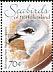 Black-winged Petrel Pterodroma nigripennis  2006 Seabirds 