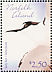 Sooty Tern Onychoprion fuscatus  2006 Seabirds  MS