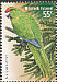 Norfolk Parakeet Cyanoramphus cookii