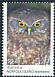 Morepork Ninox novaeseelandiae  2022 Morepork 