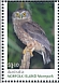 Morepork Ninox novaeseelandiae