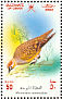 Crowned Sandgrouse Pterocles coronatus  2002 Birds in Oman Sheet