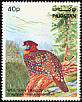 Western Tragopan Tragopan melanocephalus  1981 Wildlife protection 