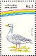 Greylag Goose Anser anser  1992 Water birds Strip