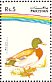 Mallard Anas platyrhynchos  1992 Water birds Strip, different background