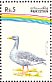 Greylag Goose Anser anser  1992 Water birds Strip, different background