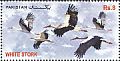 White Stork Ciconia ciconia  2012 Migratory birds 