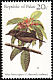 Morningbird Pachycephala tenebrosa