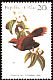 Palau Fantail Rhipidura lepida