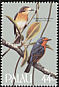 Palau Flycatcher Myiagra erythrops  1986 Songbirds 