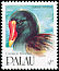 Common Moorhen Gallinula chloropus  1991 Birds 