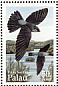 Palau Swiftlet Aerodramus pelewensis  1995 Birds 