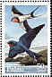 Barn Swallow Hirundo rustica  1995 Birds 