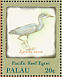 Pacific Reef Heron Egretta sacra  2000 Native birds of Palau Sheet