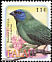 Blue-faced Parrotfinch Erythrura trichroa  2002 Birds 