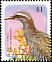 Buff-banded Rail Hypotaenidia philippensis  2002 Birds 