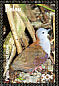Palau Ground Dove Pampusana canifrons  2007 Endemic birds Sheet