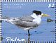 Greater Crested Tern Thalasseus bergii