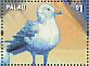 Ring-billed Gull Larus delawarensis  2014 Gulls Sheet