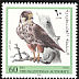 Eurasian Hobby Falco subbuteo  1998 Birds of prey 