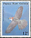 New Britain Sparrowhawk Accipiter brachyurus  1985 Birds of prey 