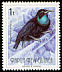 Magnificent Riflebird Ptiloris magnificus  1993 Birds of Paradise 
