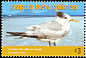 Greater Crested Tern Thalasseus bergii  2005 Coastal birds 