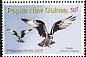 Western Osprey Pandion haliaetus  2008 Protected birds 