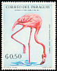 American Flamingo Phoenicopterus ruber