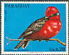 Scarlet Flycatcher Pyrocephalus rubinus