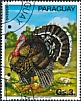 Wild Turkey Meleagris gallopavo  1976 Domestic animals 