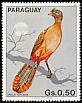 Rufous-bellied Chachalaca Ortalis wagleri  1983 South American birds 